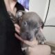 Looking to re-home two blue nose pit puppies
