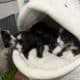 Havanese Puppies