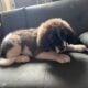 saint benard/ great pyrenees puppies