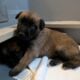 Sweet Malinois puppies