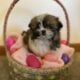 Shih Tzu puppies