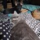 German Shepherd pups