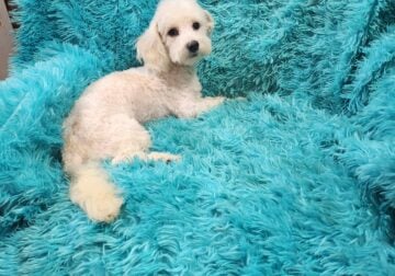 Maltipoo