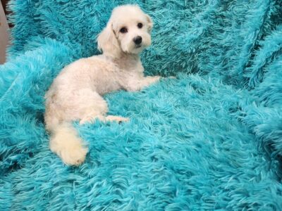 Maltipoo