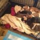 Beagle puppies