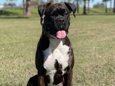 AKC certified reverse brindle, male boxer