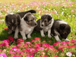 Shetland Sheepdog Puppies