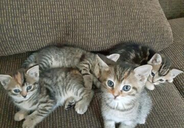 Adorable Tabby Kittens Available for Rehoming