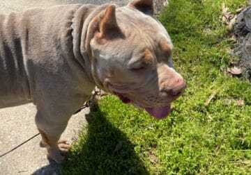 XL Bully he’s name is Tank!