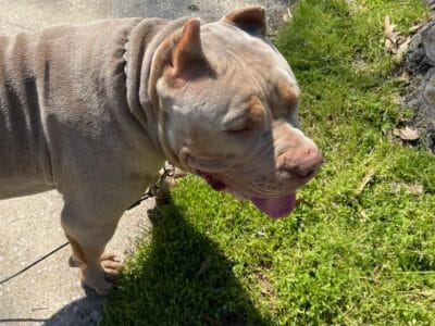 XL Bully he’s name is Tank!