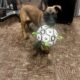 Belgium Malinois 1year