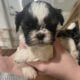 Shih tuz (imperial)