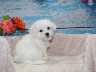 Maltese Puppies