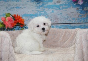 Maltese Puppies