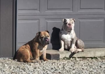 2 English Bulldog Females Akc