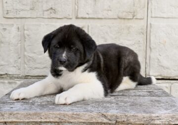 AKC Akita ForSale Millersburg OH