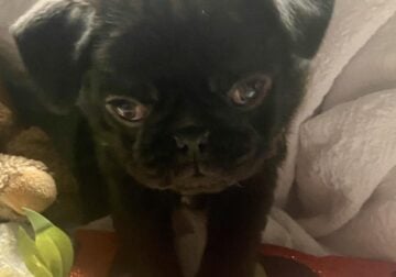 Pug Puppies ready for their forever home