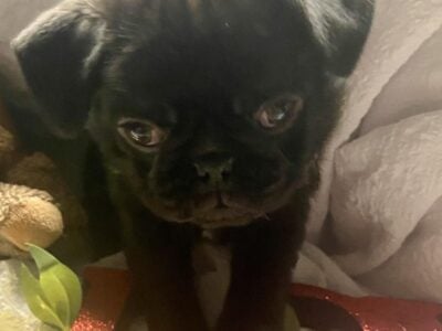 Pug Puppies ready for their forever home