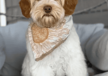 Registered Mini Australian Labradoodle Puppies