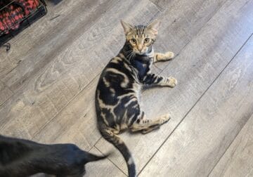 Male bengal