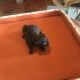 hard to find teacup poodle puppies