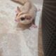 **Sugar Gliders**