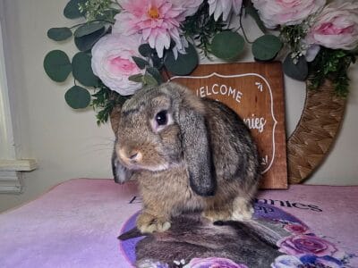 Chesnut boyy Holland lop