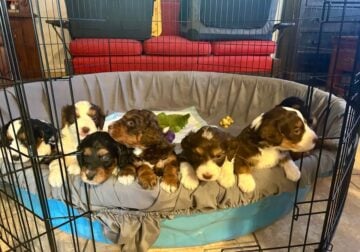 Aussie Doodle Puppies