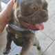 Frenchie