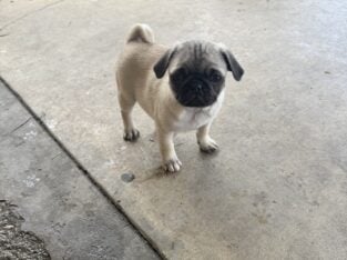 Pugs