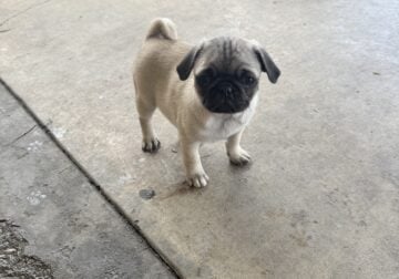 Pugs