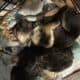 German Shepherd Puppies