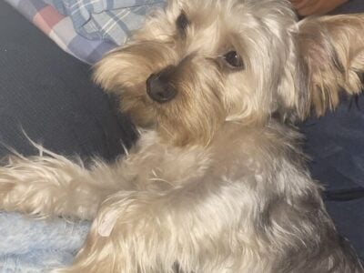 Chewy