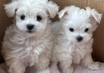 Maltese Puppies