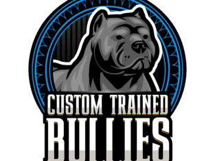 Xl American Bully Male Puppy
