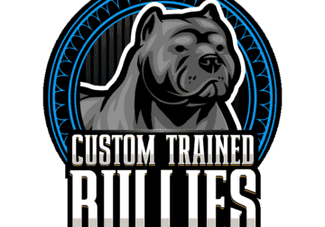 Xl American Bully Male Puppy
