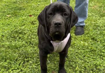 Dual Registered Cane Corso