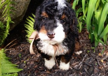 Mini Bernedoodle puppy Jasper