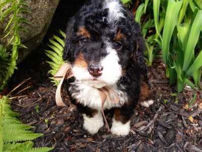 Mini Bernedoodle puppy Jasper