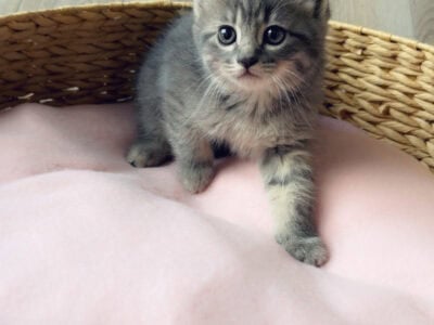 Kittens available for rehoming