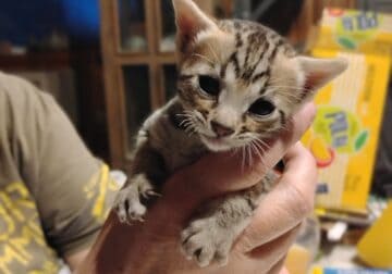 3 Savannah Female Kittens