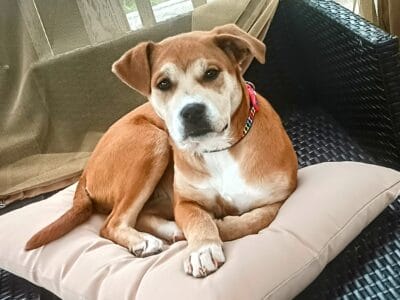 Akita Pitbull