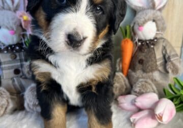 Two female Bernese pups available