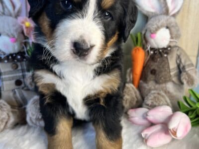 Two female Bernese pups available
