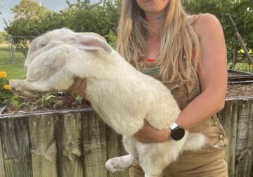 Flemish Giants