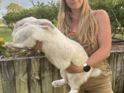 Flemish Giants