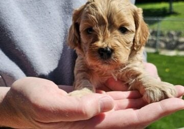 Cavapoo Puppies