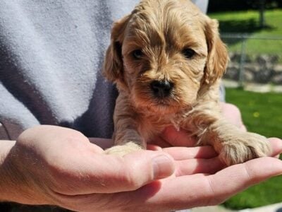 Cavapoo Puppies