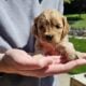Cavapoo Puppies