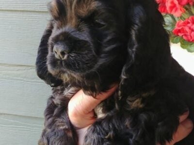 Cocker Spaniel Puppies for sale